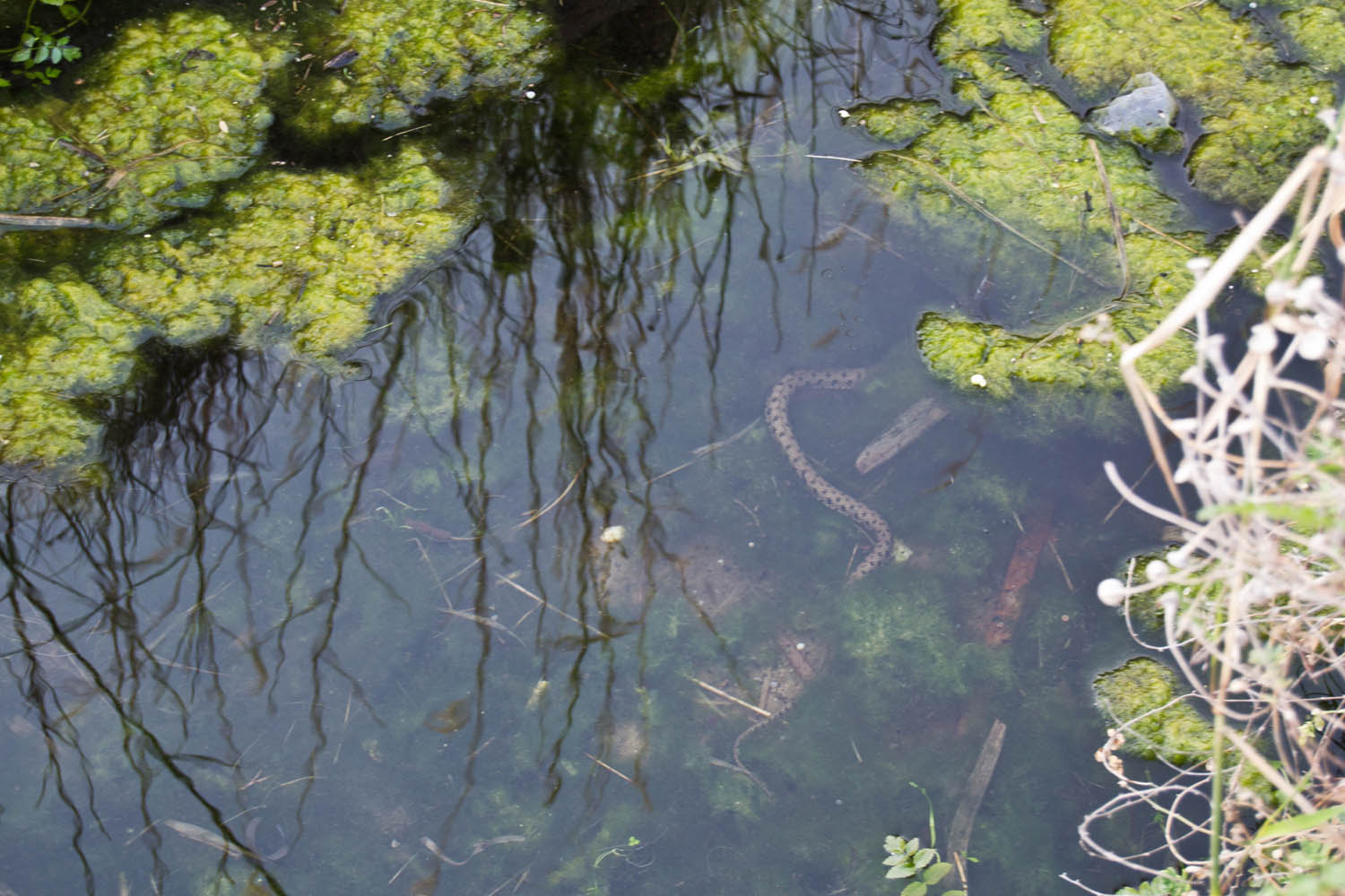Natrix in un canale